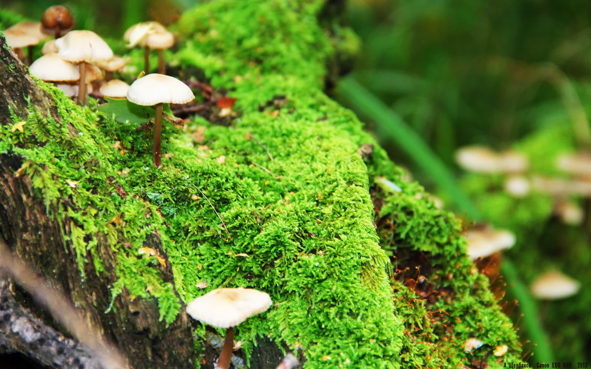 世界举重青年联赛:选手挑战更高重量成功,世界级举重比赛